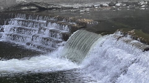 Salmon run Humber River 2022 edition 13