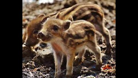 cute baby pig wild boar compilation