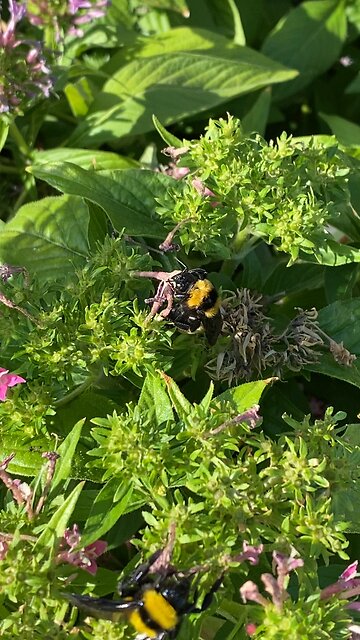 Bumble bees in Texas