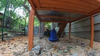 My Backyard Chickens - Episode 64