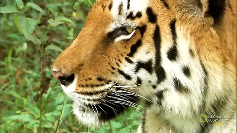 Tiger Amazing Animal
