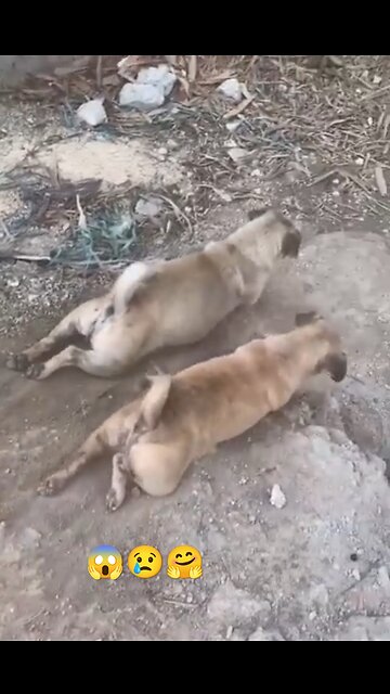 Danger 😱 dog 🐶🐕 .. 😢sad... #danger #dog #stand ... Video 🎥❤