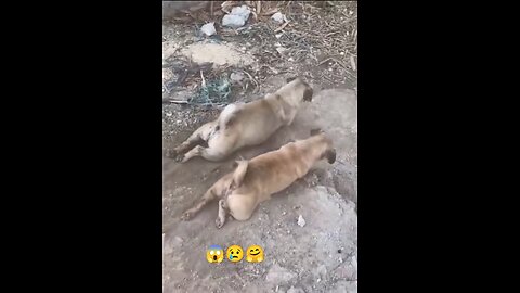 Danger 😱 dog 🐶🐕 .. 😢sad... #danger #dog #stand ... Video 🎥❤