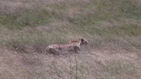 Cheetah Moving and Waiting for Lions to Move Away