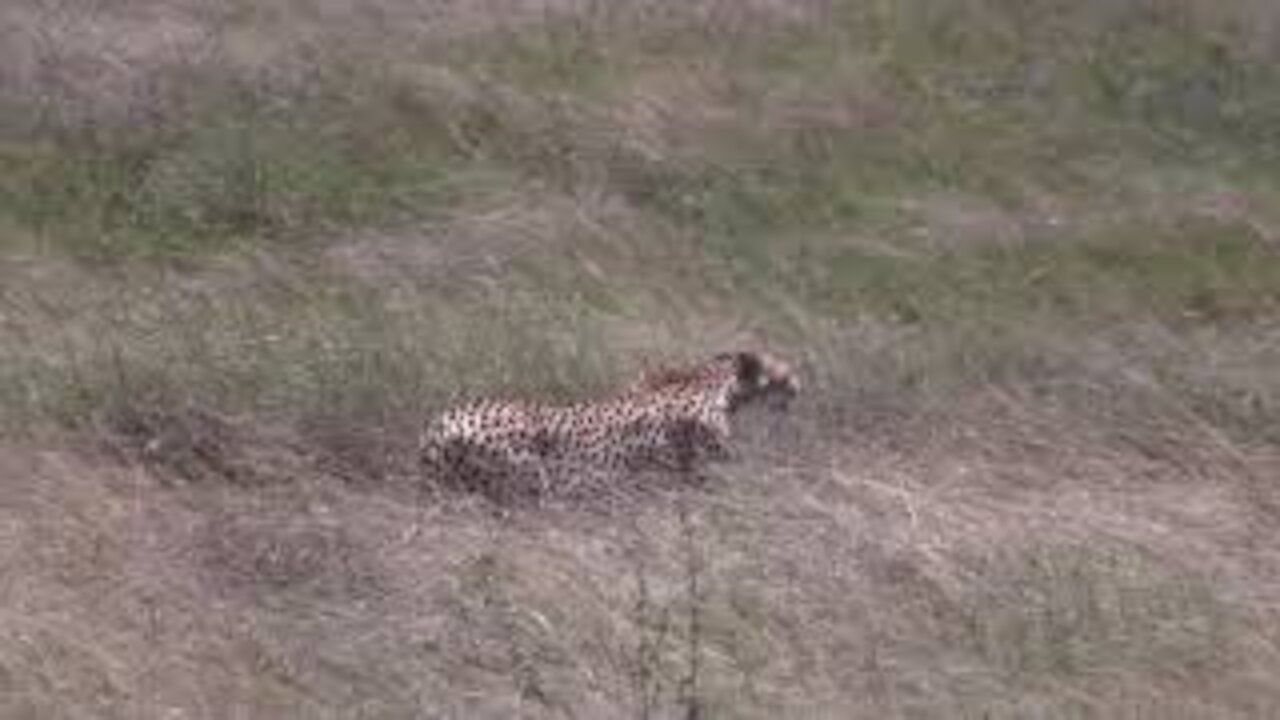 Cheetah Moving and Waiting for Lions to Move Away