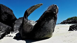 Sea lion tries to take an oceanside nap in the sunshine