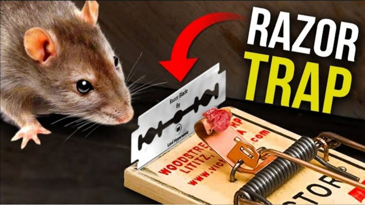 We REGRET putting a RAZOR blade on the Rat Trap…..