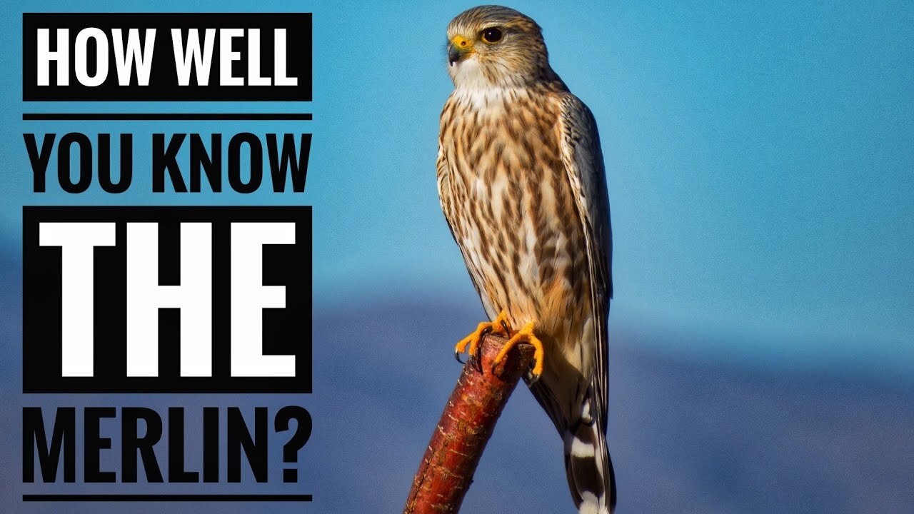 Merlin (Bird) || Description, Characteristics and Facts!