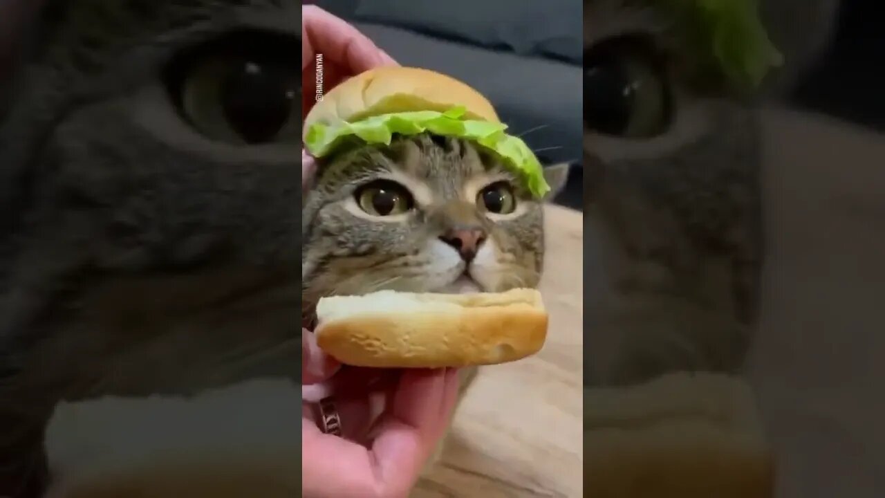 burger cat scream