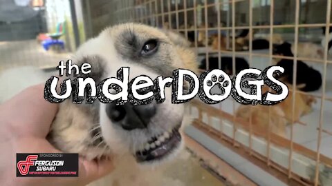 Underdog 3rd episode