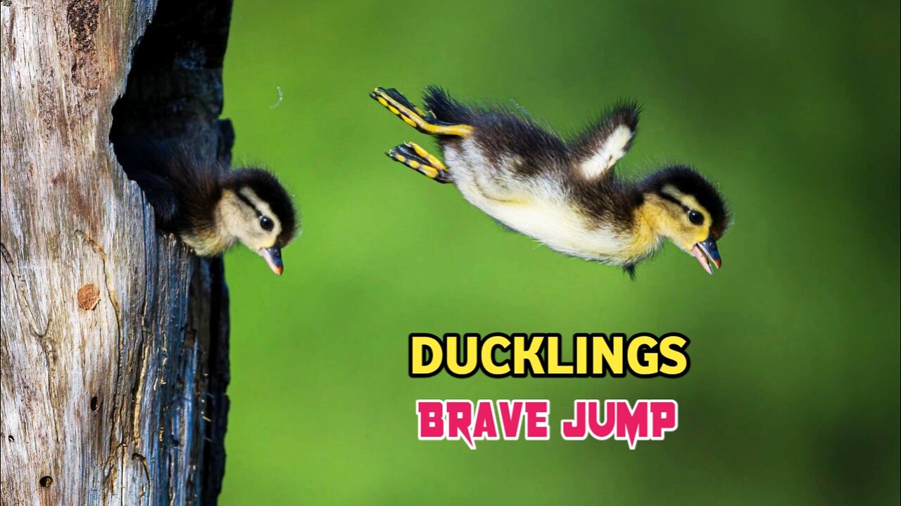 Wood Duckling| Wood Ducklings Brave Jump |