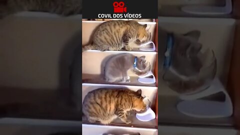 SÓ TRABALHO PRA COMPRAR RAÇÃO