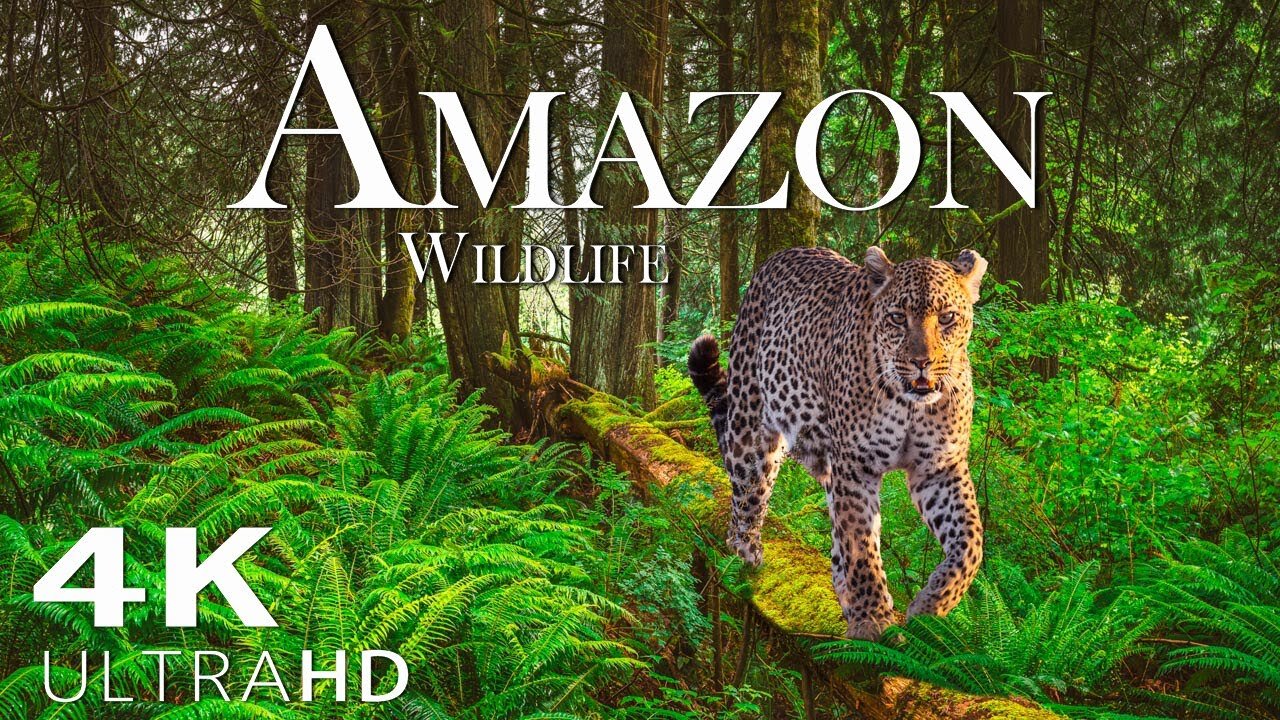 Amazon Wildlife In 4K - Animals That Call The Jungle Home | Amazon Rainforest | Relaxation Film