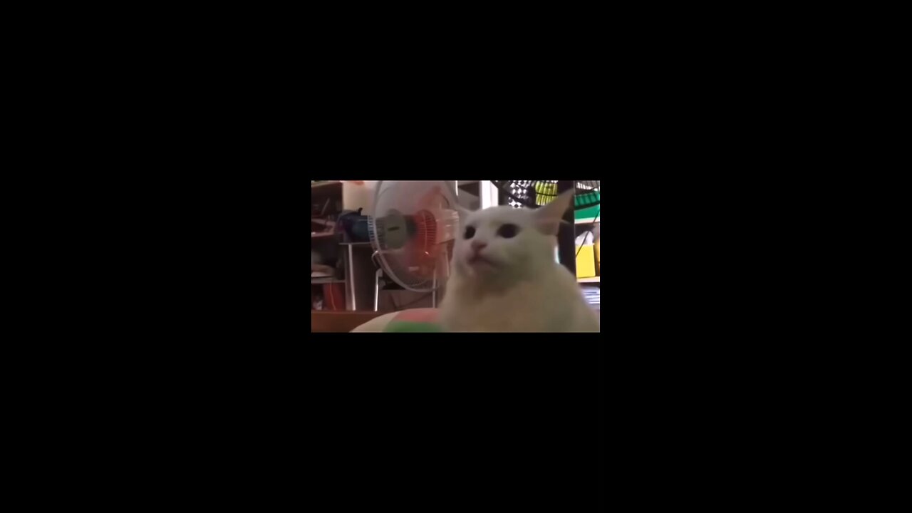 😻