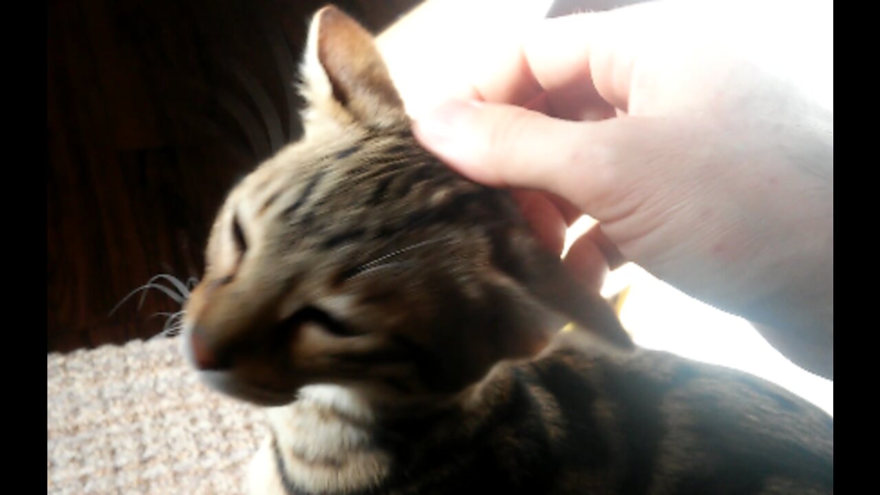 Ezra - My Cat [Video 1]