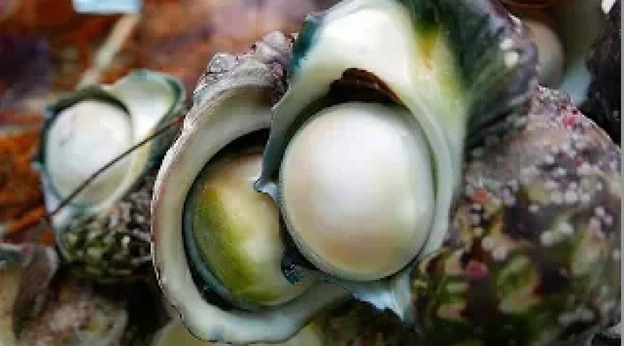 Japanese Street Food - GIANT SEA SNAIL Yakogai Seafood Okinawa Japan