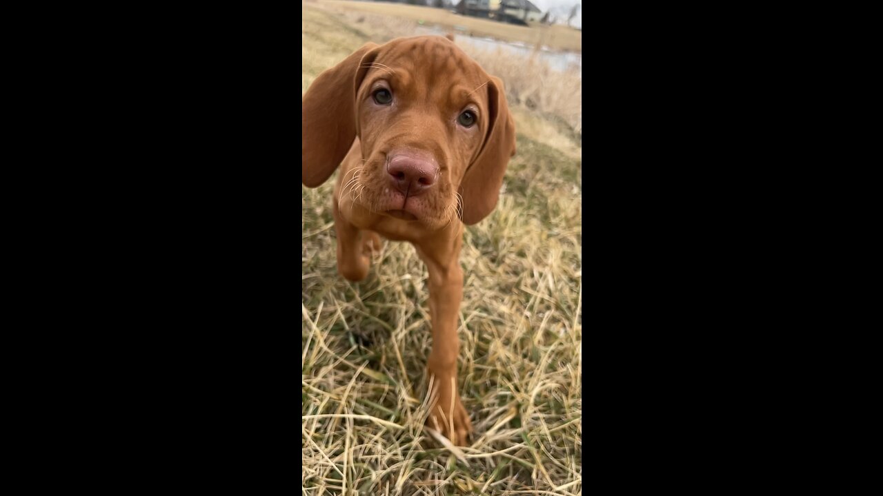 Winnie The Vizsla