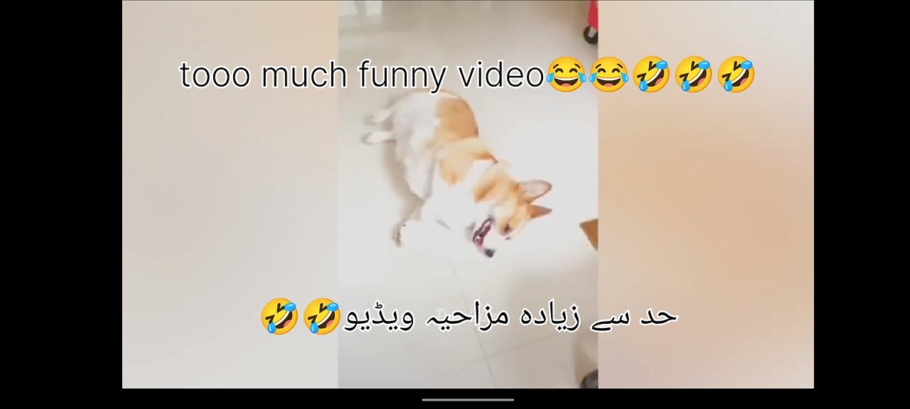 Funny video
