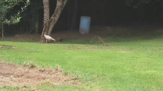Albino Wild Turkey Hen with baby