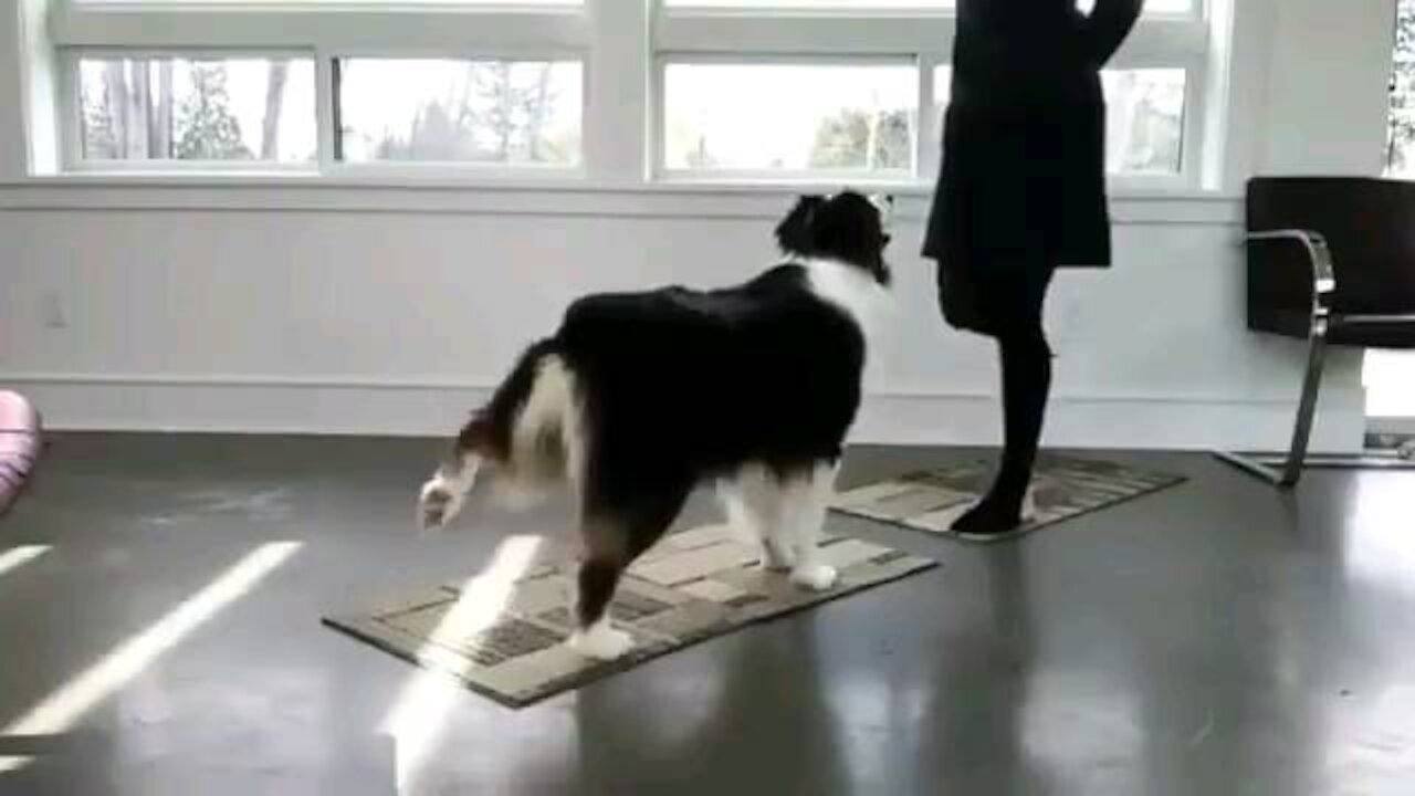 Dog Is Doing Yoga With His Owner _ The Yoga Dog(360P).mp4