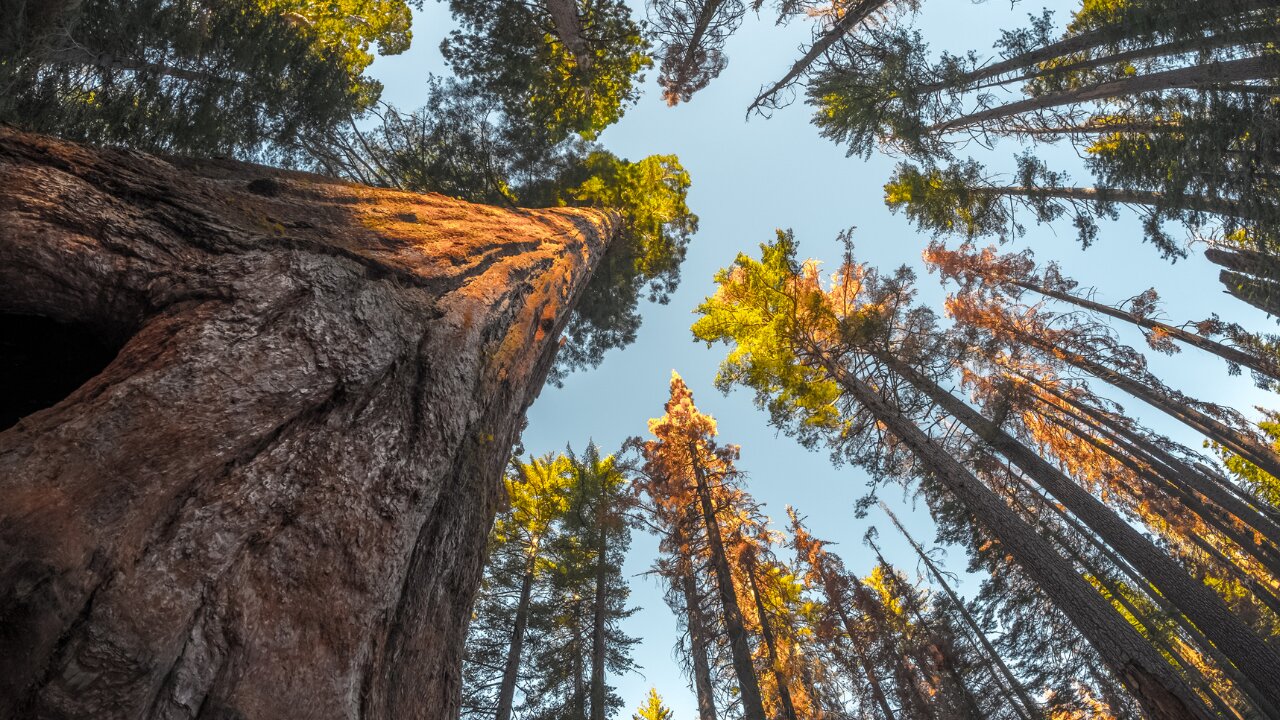 Group of bipartisan lawmakers look to protect sequoias