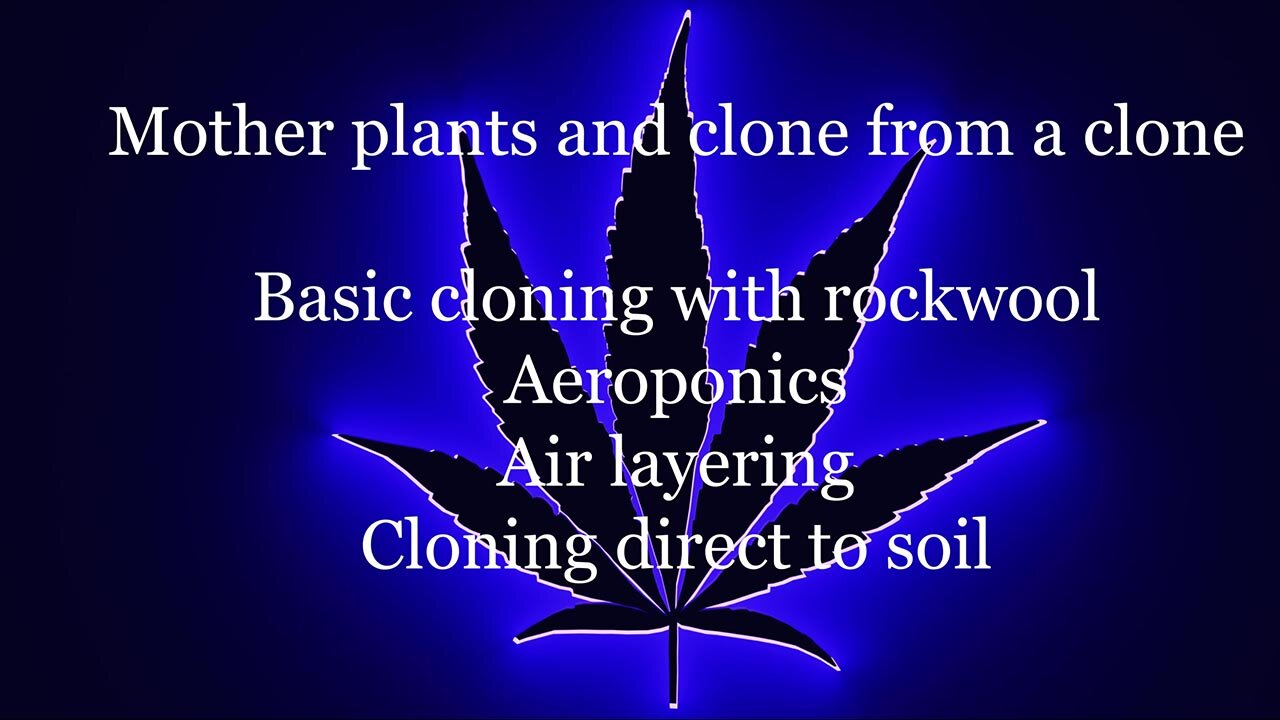 Clone marijuana in 4 different ways, Mother plants vs clone from a clone from a clone
