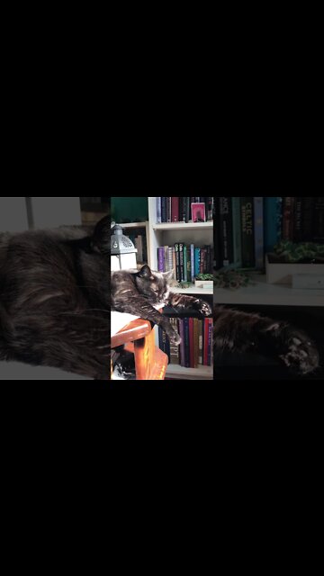 Shadow Sun Bathing Session