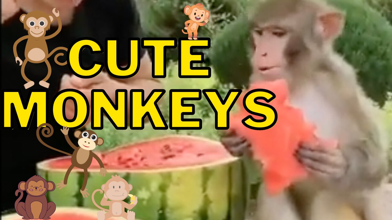 Cute Monkeys Compilation - Adorable Mischievous Monkeys to Make You Laugh