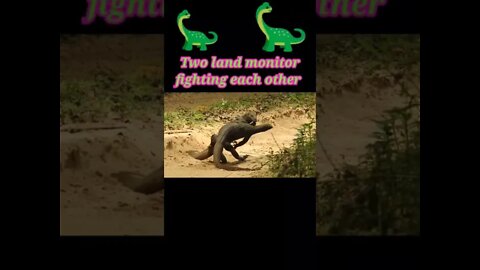 Two land monitor fighting each other 2022 #shorts #youtubeshorts #shortvideo