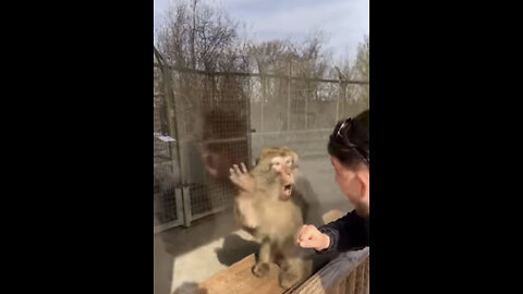 Funny monkey