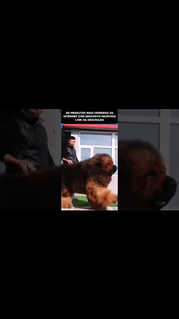 imagine a despesa com ração