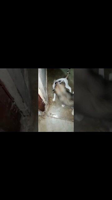 cute #dog short video| cute puppy shorts| #short #shortvideo #firstcatvideo #cutedog #dogs #shorts