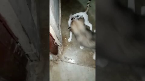cute #dog short video| cute puppy shorts| #short #shortvideo #firstcatvideo #cutedog #dogs #shorts