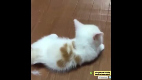 cute cat videos 😹 funny videos 😂 696 😻 #shorts #shortsfunny #cutecat #catvideos #catsfood #catscare