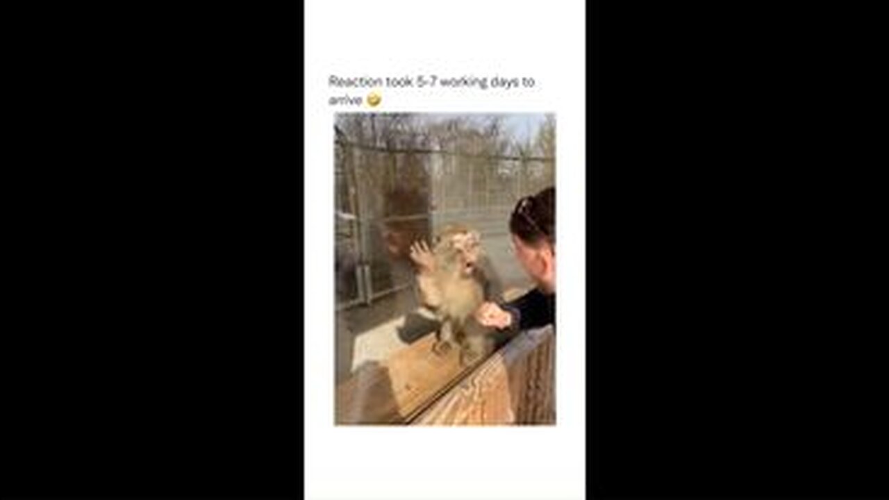 MONKEY IS AMAZED BY SPECTACULAR MAGIC TRICK