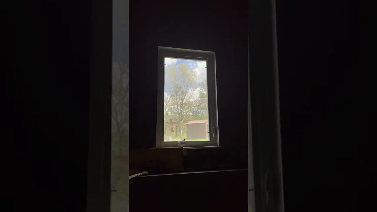 This bird continually flies into this window apparently because it sees a reflection of a bush!