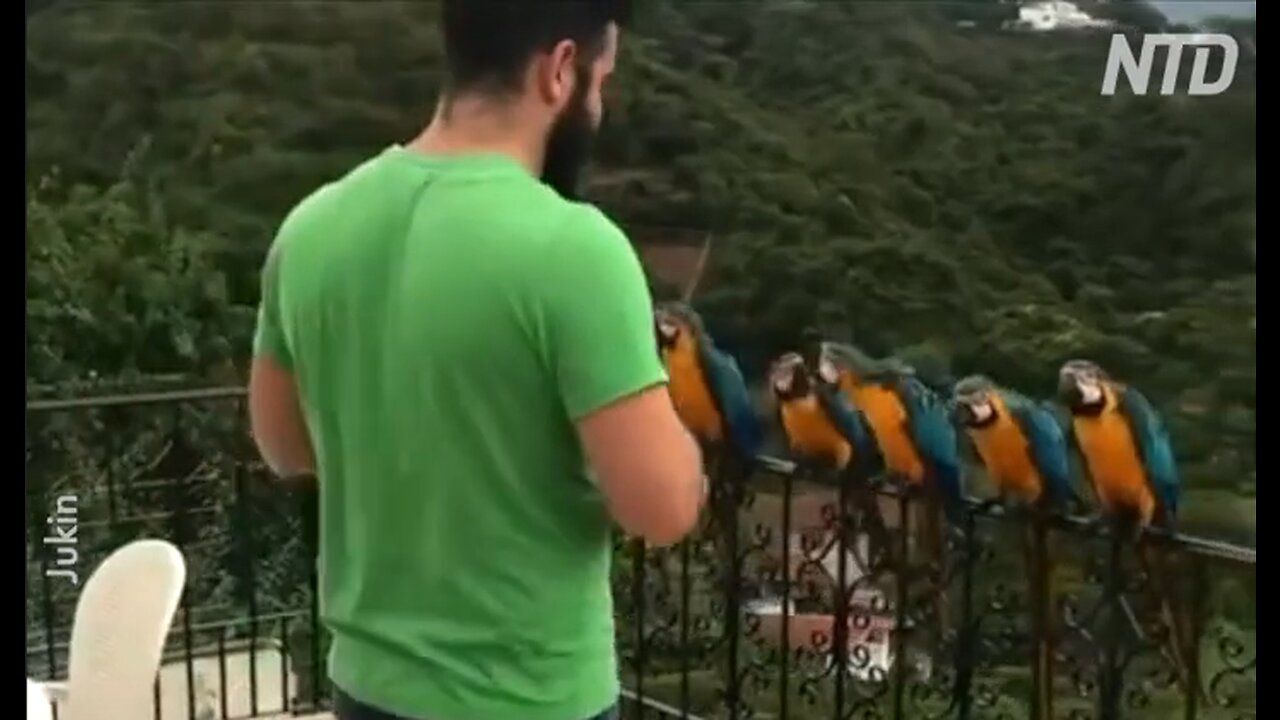 Feeding a line of parrots