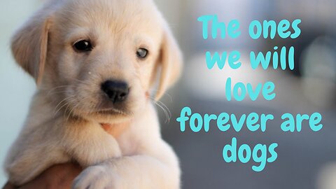 The ones we will love forever are dogs