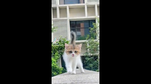 cute cat video