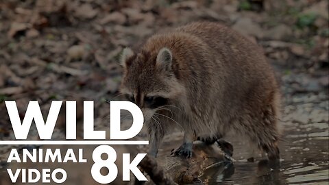 wild animal 8k video