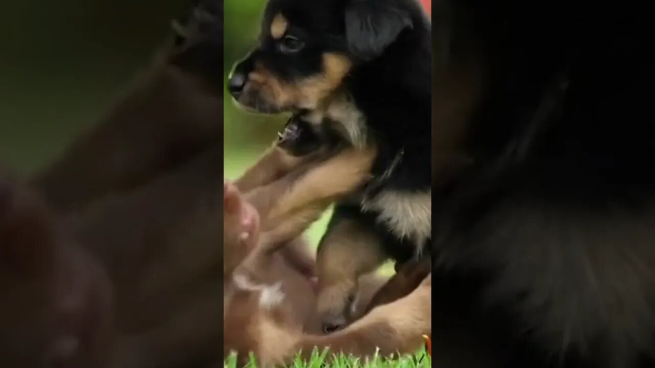 Gatos Engraçados Fazendo Coisas Engraçadas Para Rir - Vídeos Engraçados de Gatos🤣