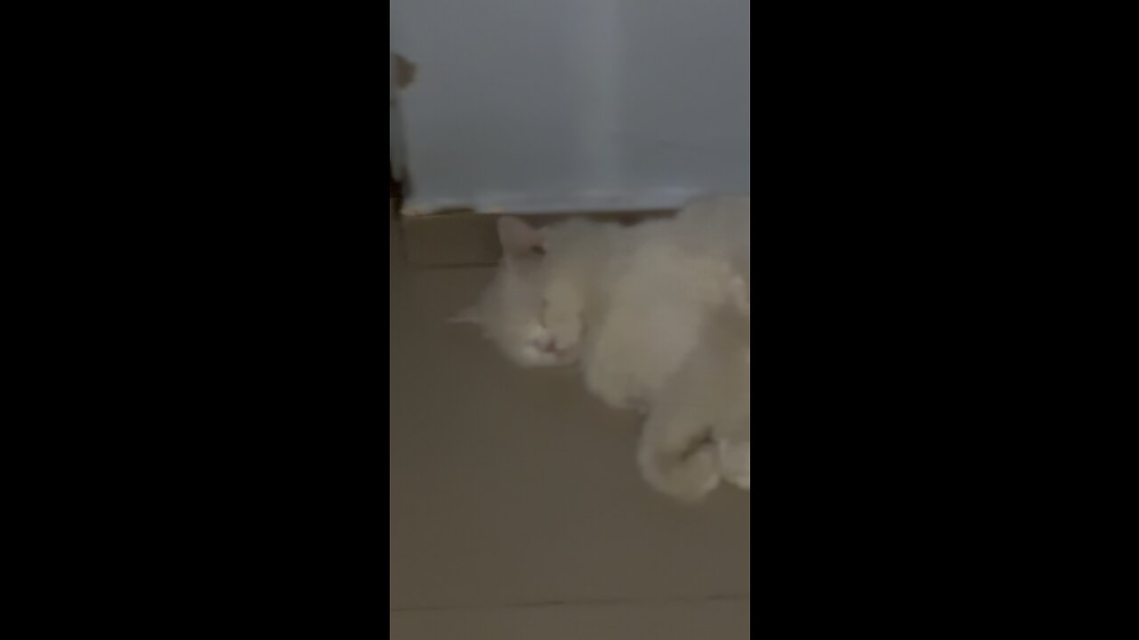 cute cat sleeping