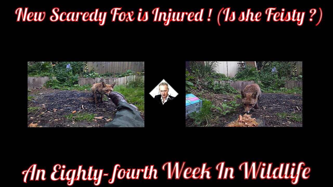 An Eighty-fourth Week In Wildlife - New Scaredy Fox is Injured! (Is she Feisty?)