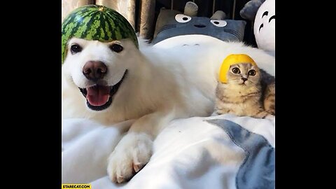 Cat and Dog funny video🐱🐶2023 #Animal funny video