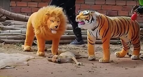 Troll Prank Dog Funny & fake Lion and Fake Tiger Prank To dog & Huge Box Prank to dog