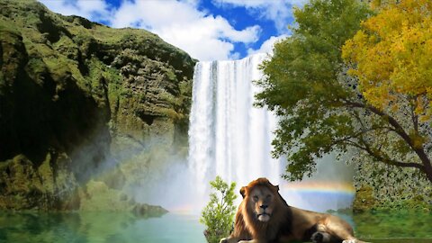 Lion and rainbow in the beauty of nature