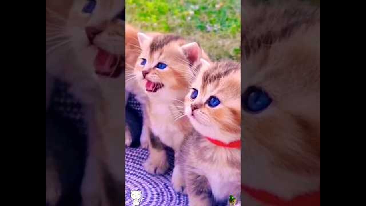 Cute Cat 😺 Baby