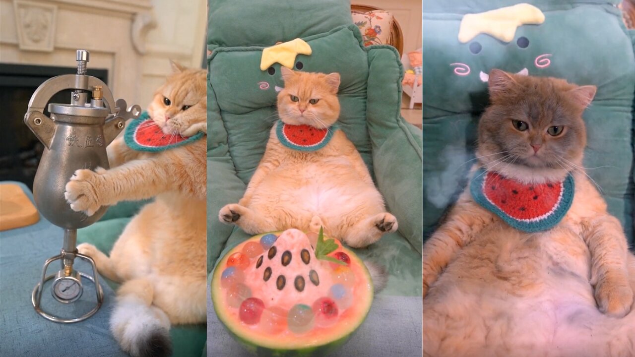 You won't believe what this cute cat can do in the kitchen!