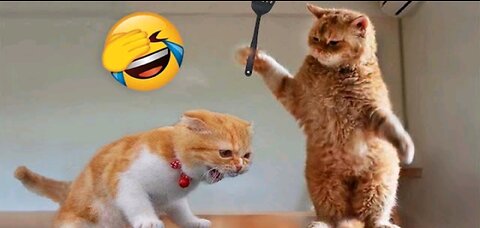 Funny cat and dogs. Funny animal videos .😂🤣❤️