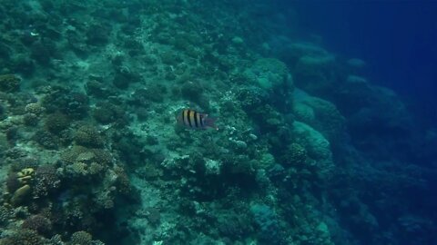 Vivid Coral Reef life